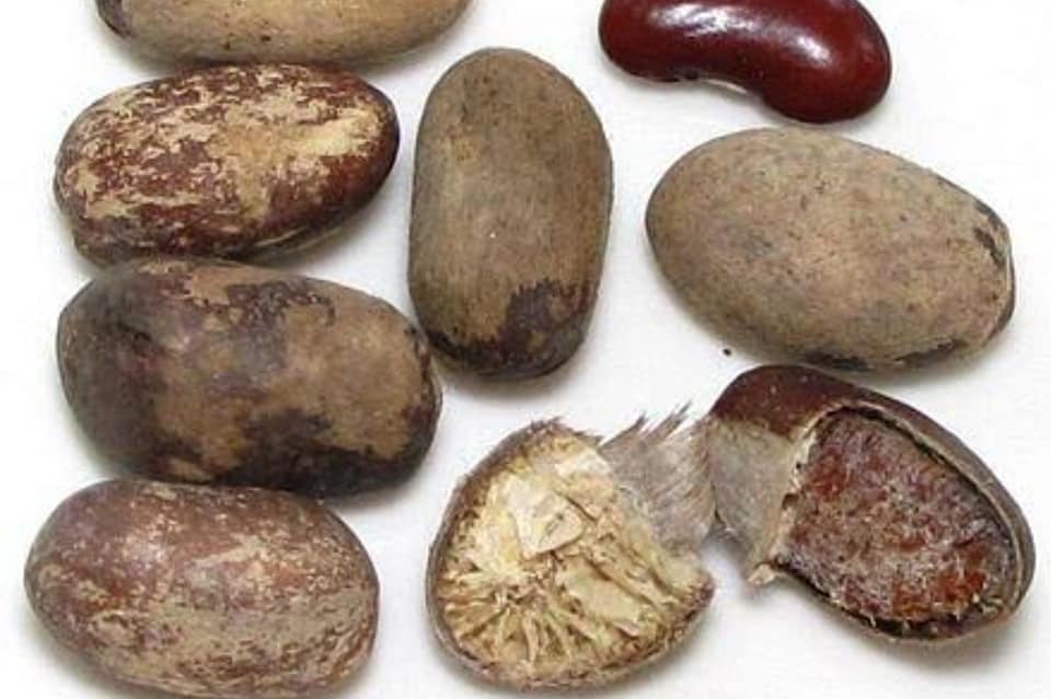 Ehuru pods